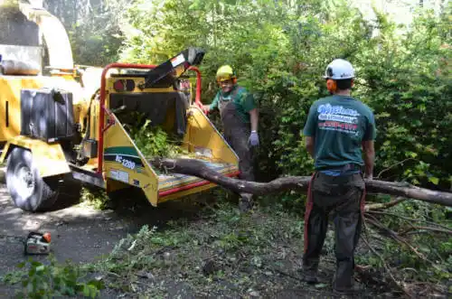 tree services Black Canyon City